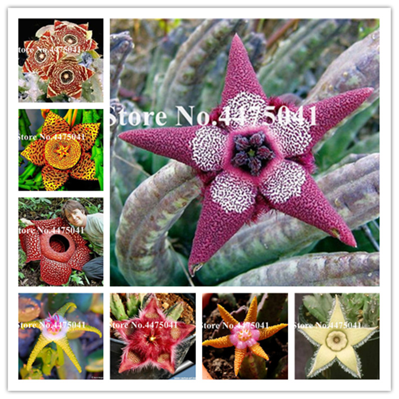 500 Pcs Stapelia Pulchella Bonsai Indoor Lithops Mix Succulents Raw Stone Cactus Flower Plants seeds Rare Shape For Home Garden
500 Pcs Stapelia Pulchella Bonsai Indoor Lithops Mix Succulents Raw Stone Cactus Flower Plants seeds Rare Shape For Home Garden