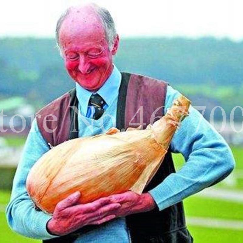 400 Pcs Seeds Giant Onion Non-GMO Vegetables Plants Rare Delicious Heirloom Plant Bonsai for Home Garden DIY Potted Plants Easy Grow
400 Pcs Seeds Giant Onion Non-GMO Vegetables Plants Rare Delicious Heirloom Plant Bonsai for Home Garden DIY Potted Plants Easy Grow