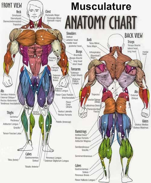 Human Body Anatomical Chart Muscular System Campus Knowledge Biology Classroom Wall Painting Fabric poster 28x24" 16x13"-09