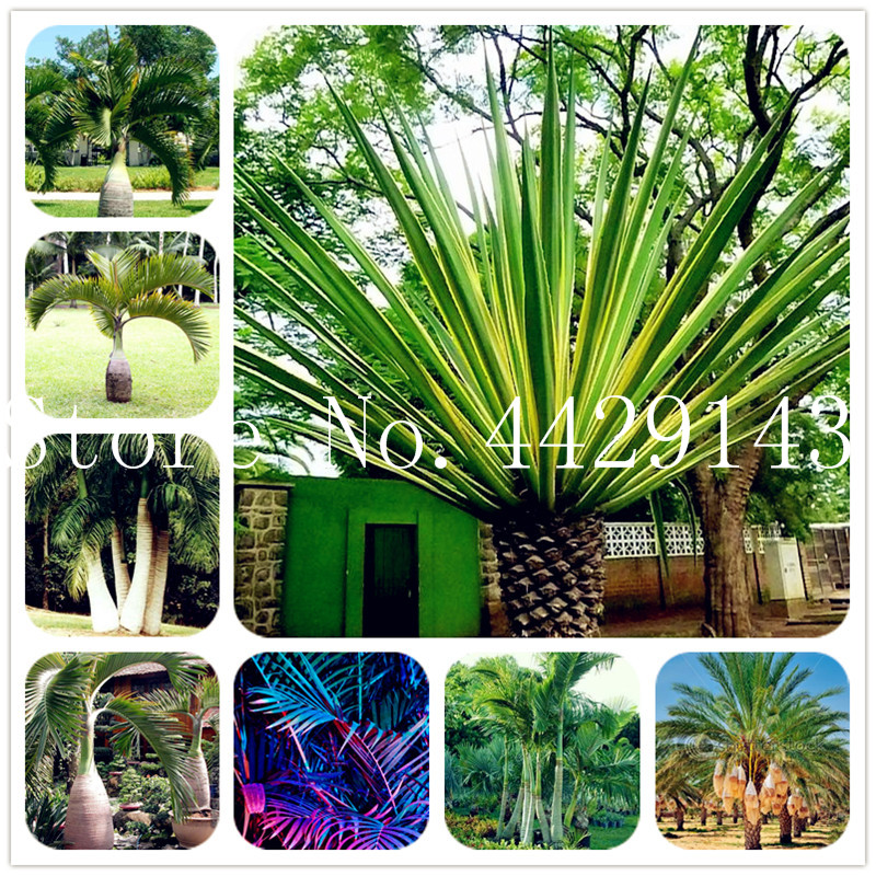 Sale! 10 Pcs Mix Colors Japan Bottle Palm Tree Bonsai Exotic Plants Bonsai Tree Tropical Ornamental Balcony Plant Bonsai Pot Palm seeds
Sale! 10 Pcs Mix Colors Japan Bottle Palm Tree Bonsai Exotic Plants Bonsai Tree Tropical Ornamental Balcony Plant Bonsai Pot Palm seeds