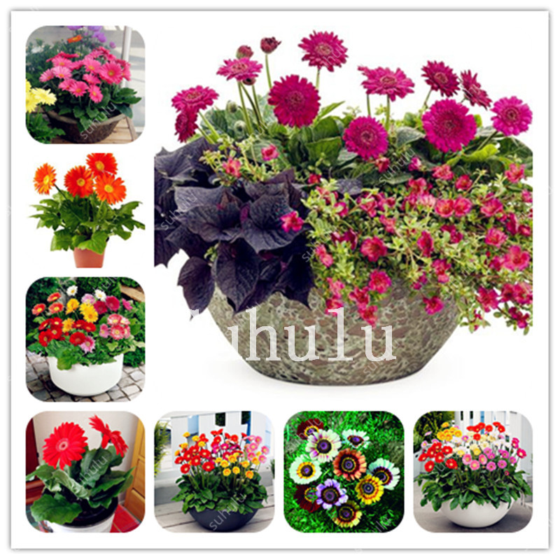 hot Sale! 300 pcs/Bag Gerbera Daisy Bonsai seeds New Hybrids, Mixed Flower Pot Bonsai Plants Easy To Grow For Jardin,Diy Home Garden Flower
hot Sale! 300 pcs/Bag Gerbera Daisy Bonsai seeds New Hybrids, Mixed Flower Pot Bonsai Plants Easy To Grow For Jardin,Diy Home Garden Flower