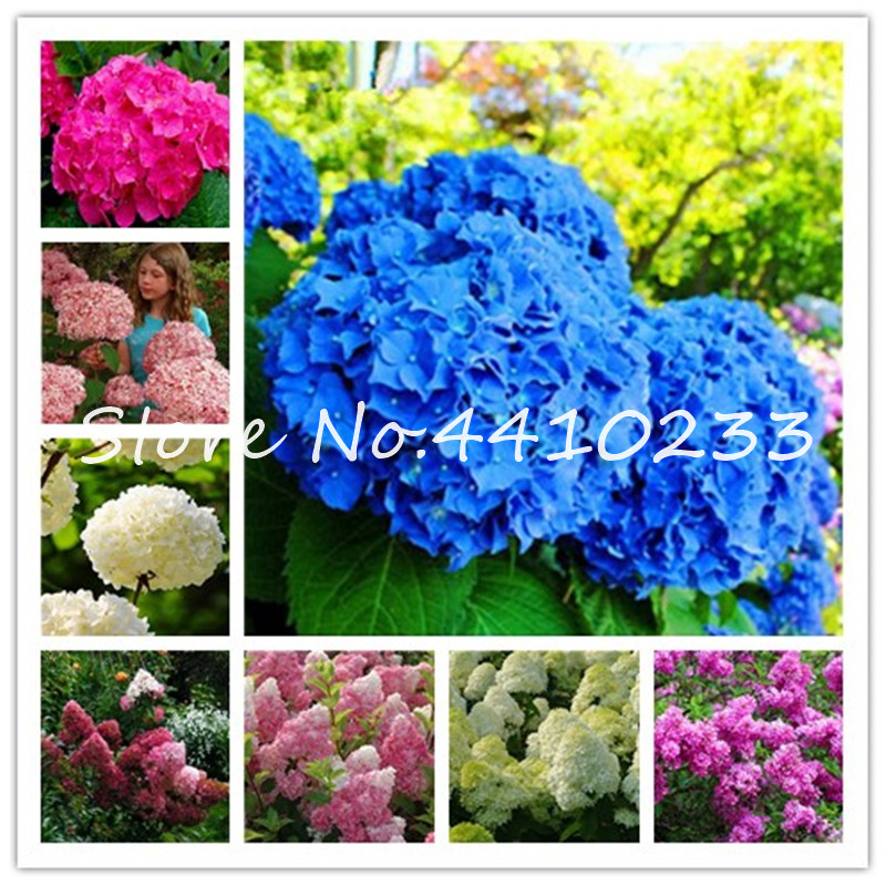 100 Pcs Climbing Outdoor Hydrangea Flower Bonsai plant seeds,Hydrangea Paniculata 'Vanilla Fraise',Bonsai Flower Potted Plant Garden Decor
100 Pcs Climbing Outdoor Hydrangea Flower Bonsai plant seeds,Hydrangea Paniculata 'Vanilla Fraise',Bonsai Flower Potted Plant Garden Decor