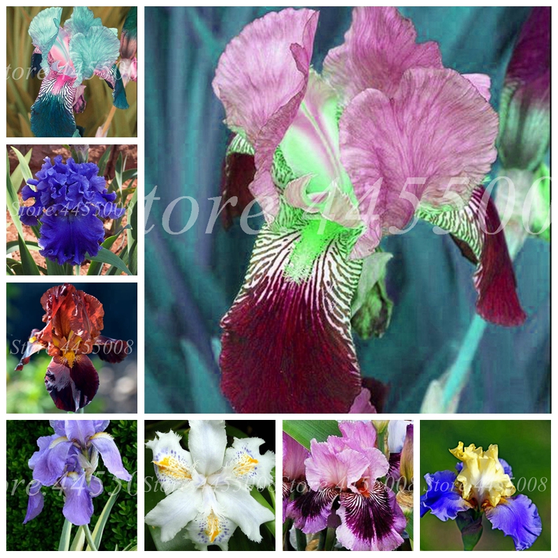 300 pcs/ bag Seeds Bonsai Iris Flower Planta Potted Flower Nature Ornamental Plants Orchid Flore DIY for Home & Garden Easy to Grow
300 pcs/ bag Seeds Bonsai Iris Flower Planta Potted Flower Nature Ornamental Plants Orchid Flore DIY for Home & Garden Easy to Grow
