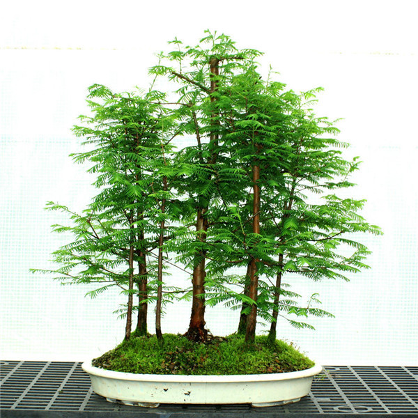 100 Pcs Dawn Redwood seeds Forest Bonsai Metasequoia glyptostroboides Grow Your Own Bonsai Tree for home garden seeds shipping
100 Pcs Dawn Redwood seeds Forest Bonsai Metasequoia glyptostroboides Grow Your Own Bonsai Tree for home garden seeds shipping