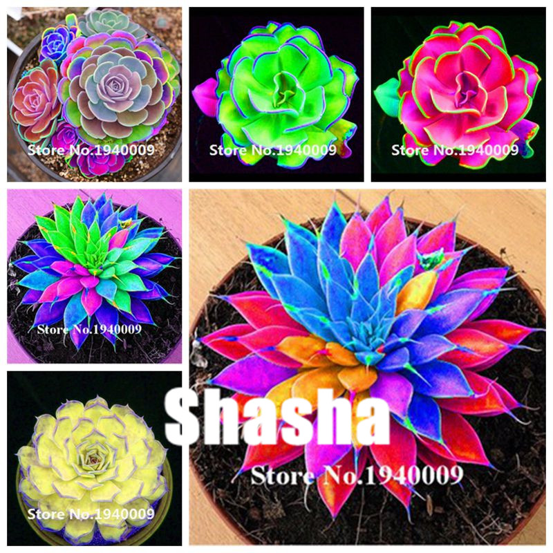 400 Pcs/Bag Seeds Real Rare Succulent bonsai Perennial Angiosperm Plants Flower pot Pseudotruncatella Living Stone Lithops bonsai
400 Pcs/Bag Seeds Real Rare Succulent bonsai Perennial Angiosperm Plants Flower pot Pseudotruncatella Living Stone Lithops bonsai