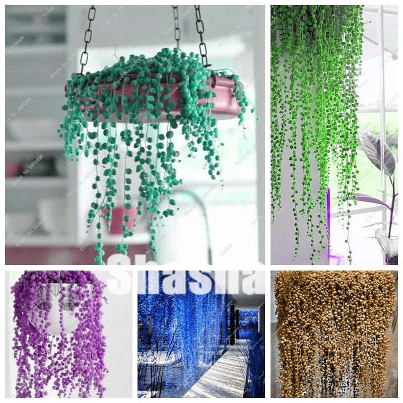 300 Pcs Rare Blue Pearl Chlorophytum Bonsai seeds,Mixed Indoor Office Desktop Flowers Succulents Anti-Radiation Computer Potted Plants
300 Pcs Rare Blue Pearl Chlorophytum Bonsai seeds,Mixed Indoor Office Desktop Flowers Succulents Anti-Radiation Computer Potted Plants
