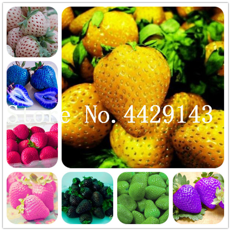 Vegetables and fruit Plantas Strawberry bonsai 200 pcs Seeds Plante of each color Bonsai grain Bonsai plants tree for home &garden
Vegetables and fruit Plantas Strawberry bonsai 200 pcs Seeds Plante of each color Bonsai grain Bonsai plants tree for home &garden