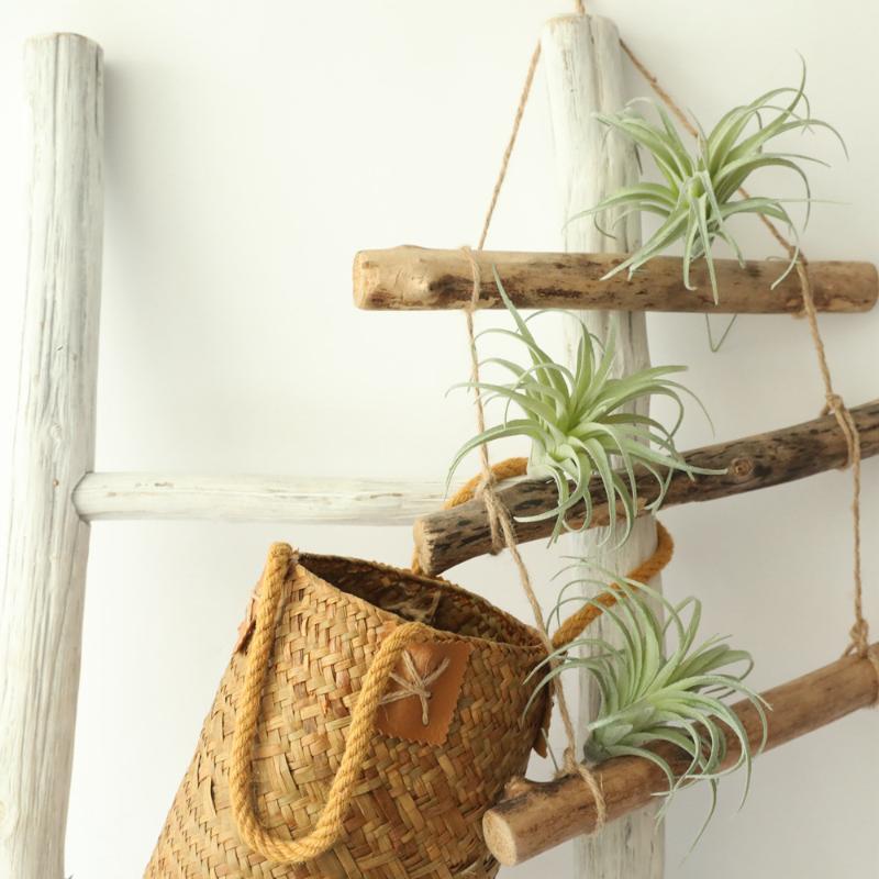 Artificial Plants Bromeliad Green Bonsai Home Decoration DIY Plastic Fake Plant Wall Accessories Desktop Beautiful Fake Flowers
Artificial Plants Bromeliad Green Bonsai Home Decoration DIY Plastic Fake Plant Wall Accessories Desktop Beautiful Fake Flowers