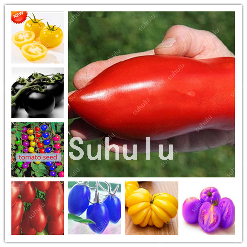Time Limit !! 500 pcs Rare Rainbow Tomato Bonsai Plants seeds Ornamental Pot Organic Heirloom Fruit Vegetable Herb Food For Home Garden
Time Limit !! 500 pcs Rare Rainbow Tomato Bonsai Plants seeds Ornamental Pot Organic Heirloom Fruit Vegetable Herb Food For Home Garden