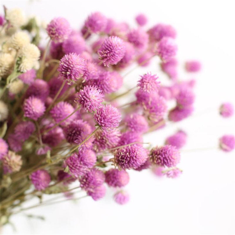 Globe Amaranth 40-50CM 100% Natural True Dried Flowers Wedding Party Decoration Home Garden Decor Biodegradable Pollution-free, Pink
Globe Amaranth 40-50CM 100% Natural True Dried Flowers Wedding Party Decoration Home Garden Decor Biodegradable Pollution-free, Pink