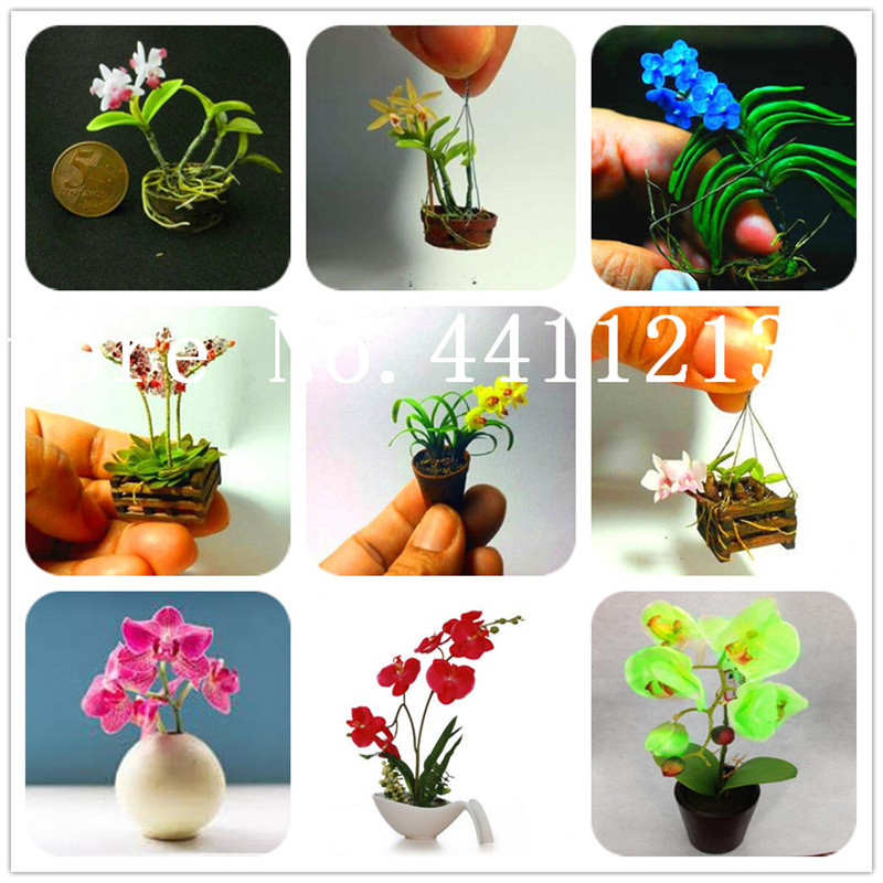 Hot Sale 500Pcs Mixed colors Orchid flower Bonsai plant seeds phalaenopsis orchid Indoor Miniature garden bonsai Pot plant indoor decoration
Hot Sale 500Pcs Mixed colors Orchid flower Bonsai plant seeds phalaenopsis orchid Indoor Miniature garden bonsai Pot plant indoor decoration