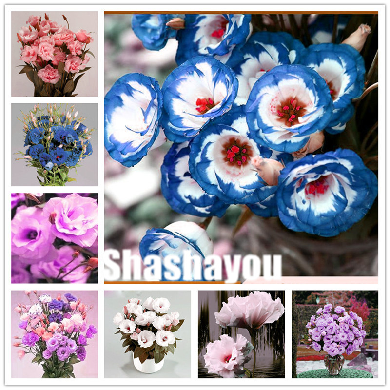 Shipping 500 Pcs Hybrid Eustoma Flower seeds Favorites of Butterflies & Useful Bees Rich Aroma Bonsai Plant Flower for home Garden
Shipping 500 Pcs Hybrid Eustoma Flower seeds Favorites of Butterflies & Useful Bees Rich Aroma Bonsai Plant Flower for home Garden