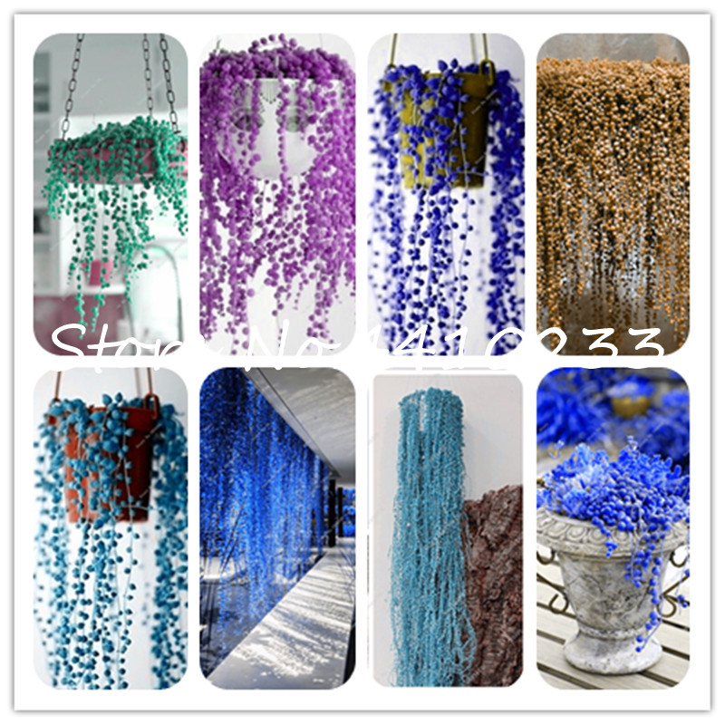 500 Pcs Mix Hanging Pearl Chlorophytum Bonsai plant seeds Office Desktop Flowers Succulents Anti-Radiation Computer Potted Plants Purify Air
500 Pcs Mix Hanging Pearl Chlorophytum Bonsai plant seeds Office Desktop Flowers Succulents Anti-Radiation Computer Potted Plants Purify Air