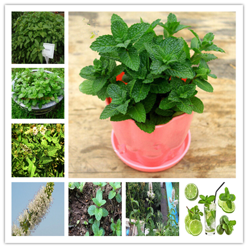 100 Pcs Rare Vegetable Mint Seeds Plant Bonsai Peppermint Spearmint Field Mint Catnip Semillas De Flores Home Garden Adornment
100 Pcs Rare Vegetable Mint Seeds Plant Bonsai Peppermint Spearmint Field Mint Catnip Semillas De Flores Home Garden Adornment