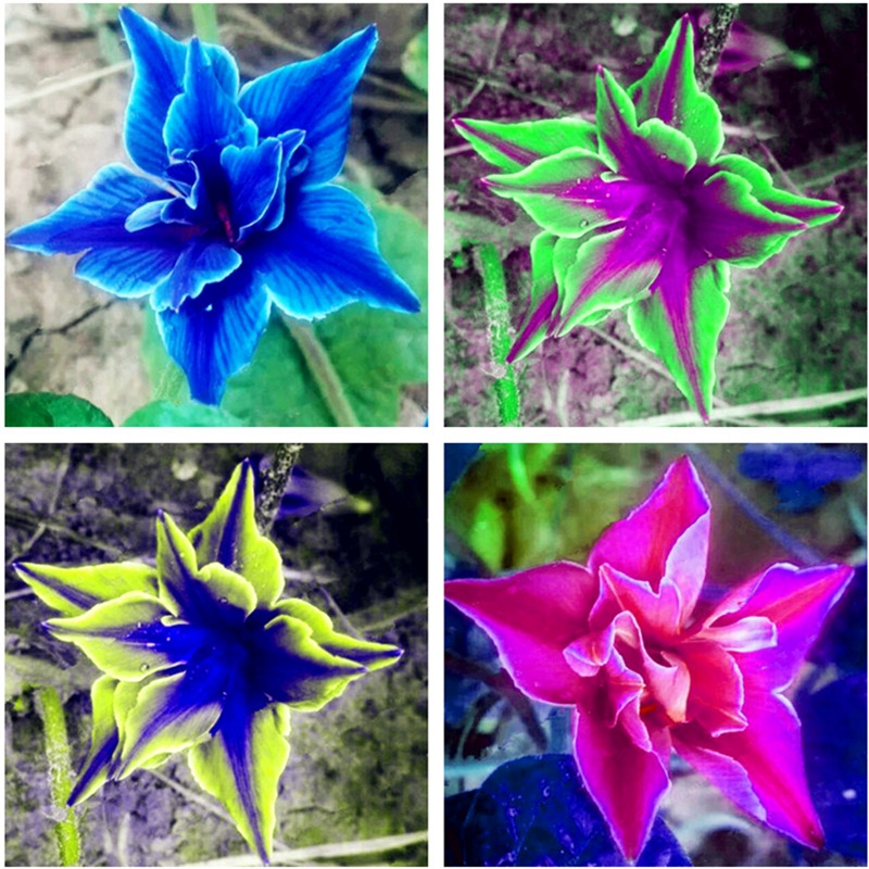 400 Pcs Seeds Eustoma Bonsai Planta Perennial Flowering Plants Balcony Potted Flowers Bonsai Lisianthus for Flore Pot Planter
400 Pcs Seeds Eustoma Bonsai Planta Perennial Flowering Plants Balcony Potted Flowers Bonsai Lisianthus for Flore Pot Planter