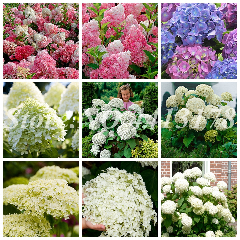 Multiple Color Choices Hydrangea Bonsai Perennial Flower Plant Hydrangea Balcony Ornamental Flowers, Garden Plants Bonsai 100Pcs Seeds
Multiple Color Choices Hydrangea Bonsai Perennial Flower Plant Hydrangea Balcony Ornamental Flowers, Garden Plants Bonsai 100Pcs Seeds