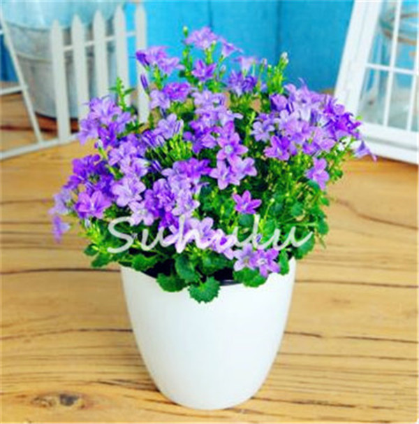200 Pcs Seeds Balcony Potting Bonsai China Campanula Tree Potted Bonsai Chilean Bellflower Flower Pot Home Garden Bonsai Plant
200 Pcs Seeds Balcony Potting Bonsai China Campanula Tree Potted Bonsai Chilean Bellflower Flower Pot Home Garden Bonsai Plant