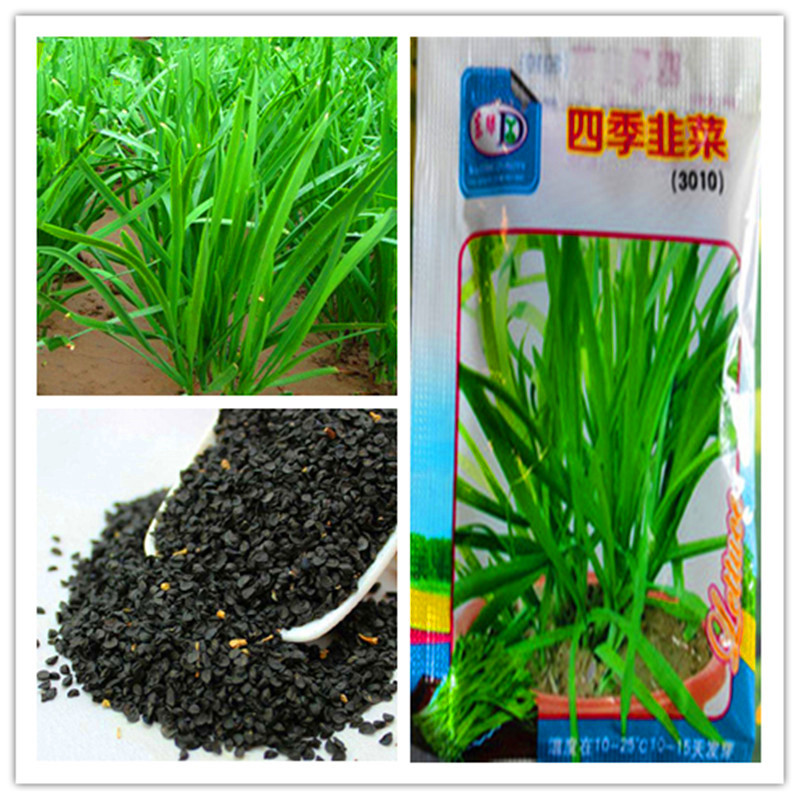1 pack Original package Four Seasons Leek Potted vegetables bonsai plant vegetables seeds Four Season Chives leeks-100pcs Hot sale NO128
1 pack Original package Four Seasons Leek Potted vegetables bonsai plant vegetables seeds Four Season Chives leeks-100pcs Hot sale NO128