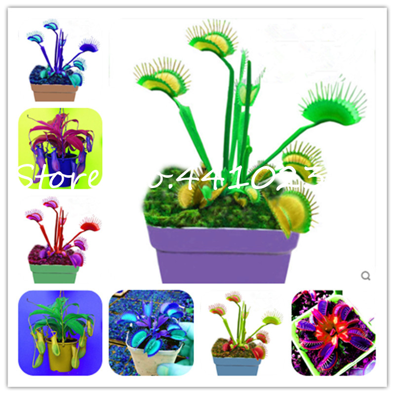 Bonsai 200Pcs/Lot Potted Insectivorous Bonsai Plant seeds Dionaea Muscipula Giant Clip Venus Flytrap Plant Diy For Home and Garden easy grow
Bonsai 200Pcs/Lot Potted Insectivorous Bonsai Plant seeds Dionaea Muscipula Giant Clip Venus Flytrap Plant Diy For Home and Garden easy grow