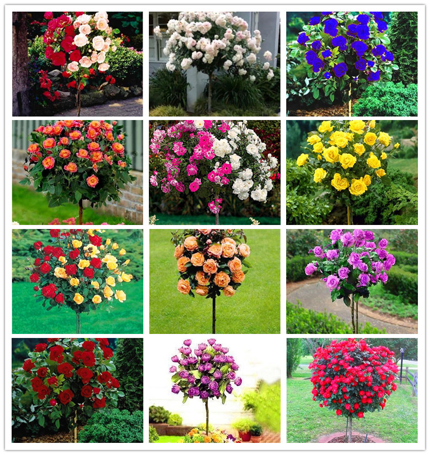 500 pcs/Bag Rare Mixed Colors Rose Tree seeds Garden Rainbow Rose Flores Bonsai Flower Plantas Rose Rare Balcony Plant For Home Garden
500 pcs/Bag Rare Mixed Colors Rose Tree seeds Garden Rainbow Rose Flores Bonsai Flower Plantas Rose Rare Balcony Plant For Home Garden