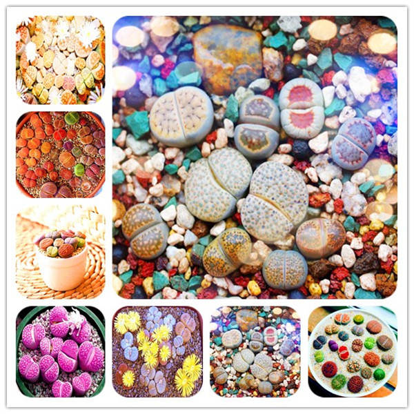 100pcs / bag Lithops Pseudotruncatella Living Stone garden flower potted flowers bonsai Rare flowers Succulent plants Tetragonia
100pcs / bag Lithops Pseudotruncatella Living Stone garden flower potted flowers bonsai Rare flowers Succulent plants Tetragonia