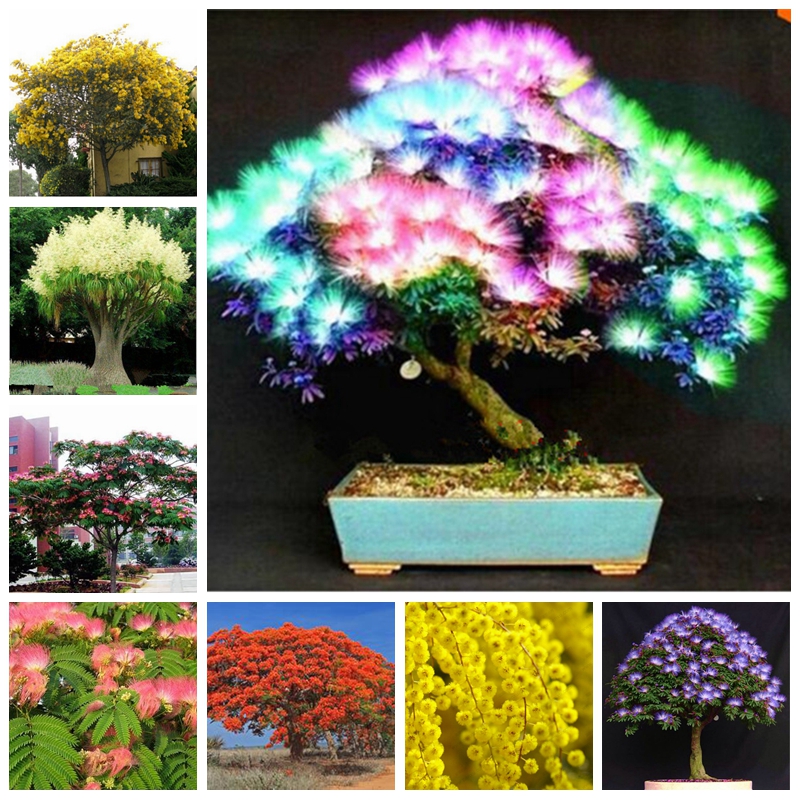 50 pcs/ bag Seeds Rainbow Albizzia Acacia Flower Bonsai Balcony Indoor & Outdoor Tree Albizzia Flower Potted Plants For Home Garden
50 pcs/ bag Seeds Rainbow Albizzia Acacia Flower Bonsai Balcony Indoor & Outdoor Tree Albizzia Flower Potted Plants For Home Garden