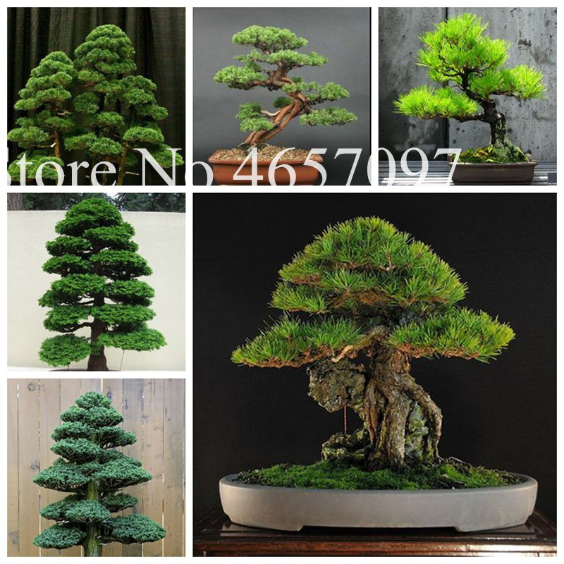 Hot sale New 30 pcs bonsai pine bonsais seeds easy grow beautiful Yaccatree Tree Podocarpus tree plants home decoration
Hot sale New 30 pcs bonsai pine bonsais seeds easy grow beautiful Yaccatree Tree Podocarpus tree plants home decoration