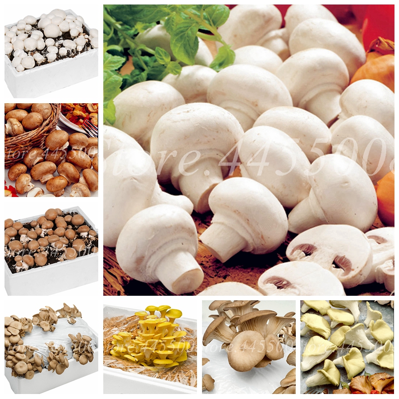 200 pcs/ bag Bonsai Mushroom Seeds Organic Funny Succlent Plant Indoor Edible Health Potted Vegetables Bonsai For Happy Farm
200 pcs/ bag Bonsai Mushroom Seeds Organic Funny Succlent Plant Indoor Edible Health Potted Vegetables Bonsai For Happy Farm