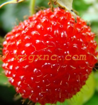 100% High Quality Raspberry bonsai 200 pcs 5 colors Super Big Raspberry Fruit pots Strawberry Blackberry bonsai plant Potted
100% High Quality Raspberry bonsai 200 pcs 5 colors Super Big Raspberry Fruit pots Strawberry Blackberry bonsai plant Potted