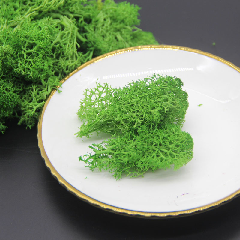 200g/lot Nature Fresh Preserved Moss, Eternell Flower Plant, Christmas Wedding Home Flower Gift Box Decoration ,Eternelle Rose, Orange
200g/lot Nature Fresh Preserved Moss, Eternell Flower Plant, Christmas Wedding Home Flower Gift Box Decoration ,Eternelle Rose, Orange