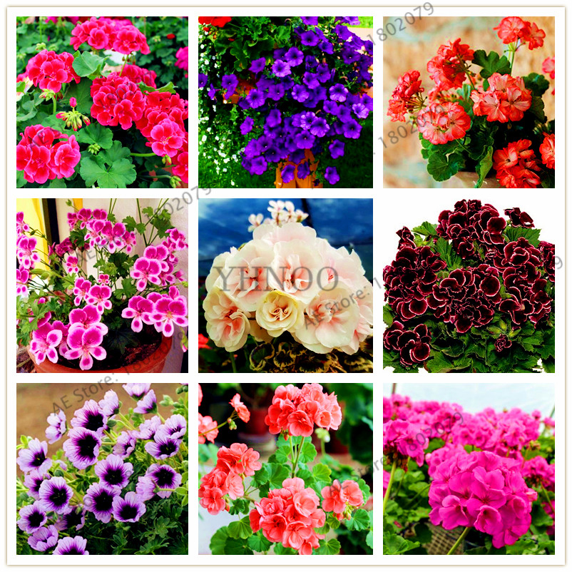 100 pcs Rare Climbing Geranium Pelargonium Peltatum Tree Bonsai Perennial Flower Indoor Rooms Garden Potted Plant Easy Grow
100 pcs Rare Climbing Geranium Pelargonium Peltatum Tree Bonsai Perennial Flower Indoor Rooms Garden Potted Plant Easy Grow