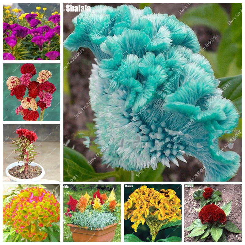 Big Sale! 1000 Pcs Seeds Purple Flamingo Cockscomb (Celosia Spicata) Plantas Bonsai Flower Floresling Potted Plants for Garden Decor
Big Sale! 1000 Pcs Seeds Purple Flamingo Cockscomb (Celosia Spicata) Plantas Bonsai Flower Floresling Potted Plants for Garden Decor