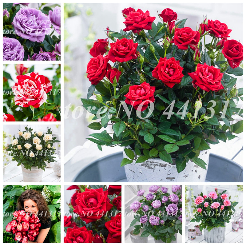 500 pcs/ bag Seeds Gorgeous Rose Indoor Fragrant Charming English Rosa Flower Garden Plant for Home Bonsai Potted De Flore
500 pcs/ bag Seeds Gorgeous Rose Indoor Fragrant Charming English Rosa Flower Garden Plant for Home Bonsai Potted De Flore