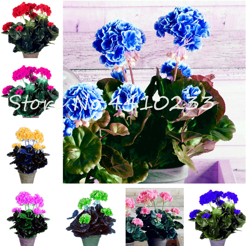 50Pcs Bonsai plant seeds Geranium ,Perennial Bonsai Flower Plantas Pelargonium Peltatum Potted Geranium For Home Garden Houseplant easy grow
50Pcs Bonsai plant seeds Geranium ,Perennial Bonsai Flower Plantas Pelargonium Peltatum Potted Geranium For Home Garden Houseplant easy grow