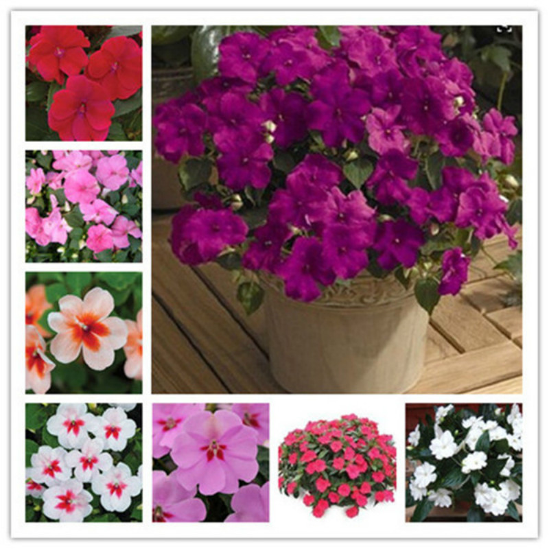 Hot Sale!Christmas plant flowers Potted gift, 200Pcs Seeds Impatiens Balsamina Bonsai Garden BalsamBonsai Plant for Home garden
Hot Sale!Christmas plant flowers Potted gift, 200Pcs Seeds Impatiens Balsamina Bonsai Garden BalsamBonsai Plant for Home garden