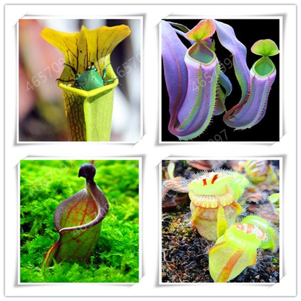 300 pcs Dionaea Muscipula Giant Clip Venus Flytrap bonsai seeds Potted Insectivorous Plant bonsai Flycatcher For Garden
300 pcs Dionaea Muscipula Giant Clip Venus Flytrap bonsai seeds Potted Insectivorous Plant bonsai Flycatcher For Garden