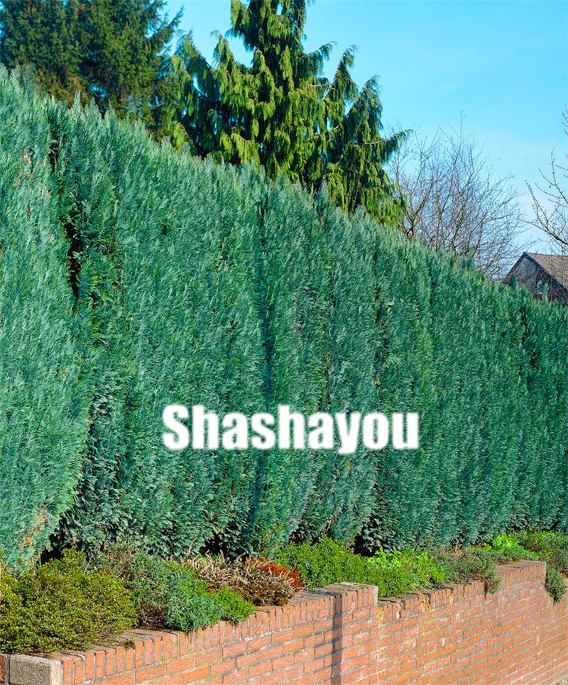 100 pcs Blue Cypress Trees plants seeds Rare Platycladus Orientalis Oriental Arborvitae plants Conifer plants DIY Home Garden seeds
100 pcs Blue Cypress Trees plants seeds Rare Platycladus Orientalis Oriental Arborvitae plants Conifer plants DIY Home Garden seeds