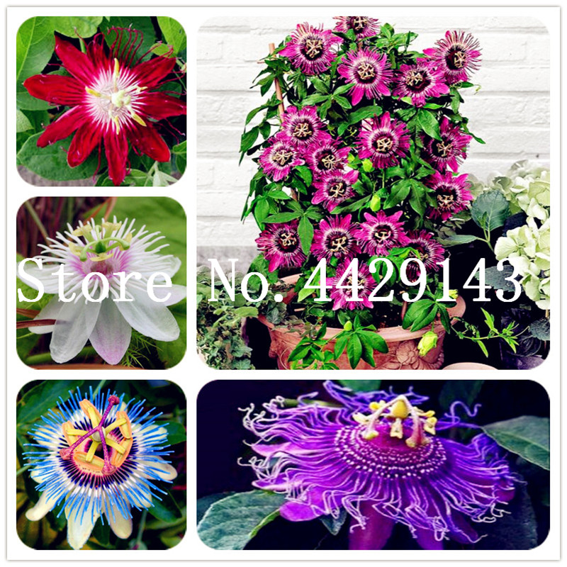 Hot Sale! 200 Pcs Seeds Blue Passion Flower (Passiflora incarnata) Passion Fruit Bonsai Tropical Flower Indoor Plants For Home Garden
Hot Sale! 200 Pcs Seeds Blue Passion Flower (Passiflora incarnata) Passion Fruit Bonsai Tropical Flower Indoor Plants For Home Garden