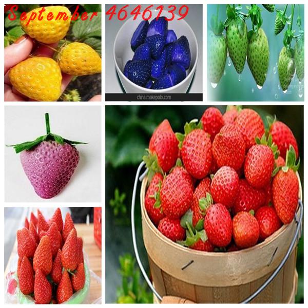 200pcs Seeds Rare Strawberry Kiwi bonsai Organic Sweet Fruit bonsai Of Perennial Garden Fruit Giant Strawberry Bonsai
200pcs Seeds Rare Strawberry Kiwi bonsai Organic Sweet Fruit bonsai Of Perennial Garden Fruit Giant Strawberry Bonsai