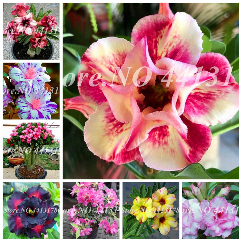 Mixed Desert Rose Plant Potted Flowers Bonsai 100% True Planta Air Purification for Home Garden Flower Pot Planting 3 Pcs/ Bag Seeds
Mixed Desert Rose Plant Potted Flowers Bonsai 100% True Planta Air Purification for Home Garden Flower Pot Planting 3 Pcs/ Bag Seeds