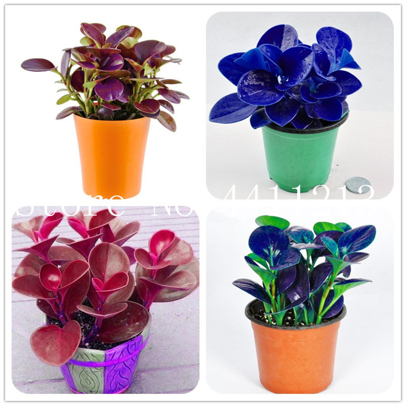 Hot Sale 200 Pcs Peperomia Sandersii Plant Exotic Flower Bonsai plant seeds Melon Leaves Bonsai Decoration Gift Home & Garden Free Shipping
Hot Sale 200 Pcs Peperomia Sandersii Plant Exotic Flower Bonsai plant seeds Melon Leaves Bonsai Decoration Gift Home & Garden Free Shipping