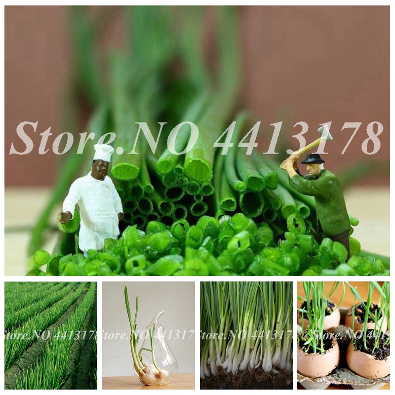 1000 Pcs Seeds Giant Onion Bonsai, Onion Shallot, Organic Heirloom Fruit Vegetable Non-Gmo Plant, Outdoor Potted Plants for Home Garden
1000 Pcs Seeds Giant Onion Bonsai, Onion Shallot, Organic Heirloom Fruit Vegetable Non-Gmo Plant, Outdoor Potted Plants for Home Garden