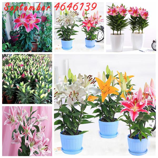 200Pcs Seeds Rare Lily Bonsai Not Lily Bulbs It Is Bonsai Lily Flower Bonsai Pleasant Fragrance,Love makes the heart grow fonder
200Pcs Seeds Rare Lily Bonsai Not Lily Bulbs It Is Bonsai Lily Flower Bonsai Pleasant Fragrance,Love makes the heart grow fonder