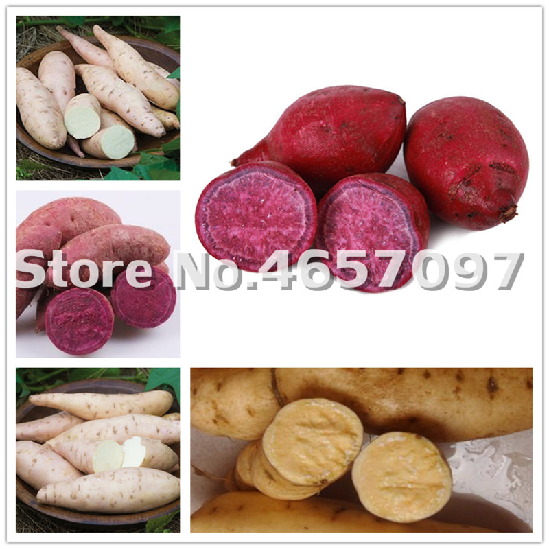 200 Pcs/Bag Sweet Potato bonsai Vegetables plant seeds Fresh Food Fruit And Vegetable Garden Supplies Bonsai Plant For Home Garden
200 Pcs/Bag Sweet Potato bonsai Vegetables plant seeds Fresh Food Fruit And Vegetable Garden Supplies Bonsai Plant For Home Garden