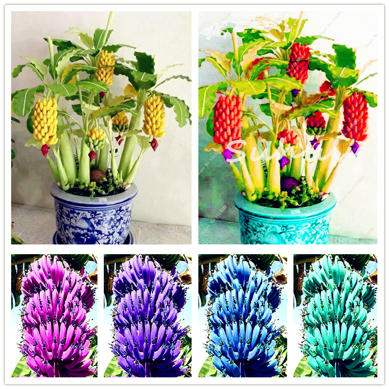 Bonsai 200 Pcs Banana Seeds plants Organic Fruit Tree Ornamental plant Healthy And Nutritious Food Fruits Dwarf Banana For Home Garden
Bonsai 200 Pcs Banana Seeds plants Organic Fruit Tree Ornamental plant Healthy And Nutritious Food Fruits Dwarf Banana For Home Garden