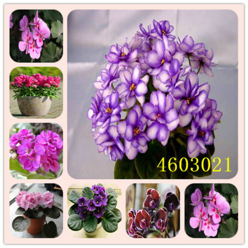 Hot Sale Seeds 100Pcs African Violet bonsai Plantr Flowe Violets Semillas seeds plant VIP gift all kinds Flowers bonsai for home garden
Hot Sale Seeds 100Pcs African Violet bonsai Plantr Flowe Violets Semillas seeds plant VIP gift all kinds Flowers bonsai for home garden