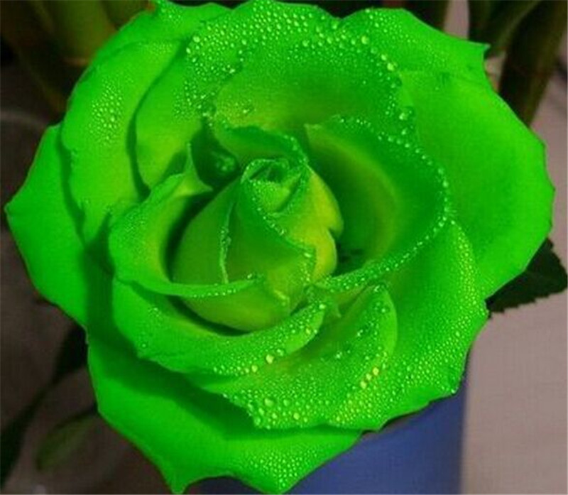 Free Shipping Green Rose Seeds *50 Pieces Seeds Per Package New Arrival Ombre Charming Garden Plants (2bag/pack, White
Free Shipping Green Rose Seeds *50 Pieces Seeds Per Package New Arrival Ombre Charming Garden Plants (2bag/pack, White