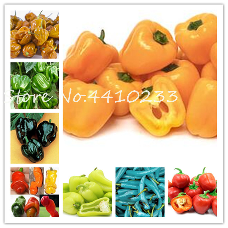2020 Hot Chili Bonsai 200 Pcs/Bag Carolina Reaper Organic Pepper Bonsai Vegetable Rainbow Bell Pepper Bonsai Garden Plants seeds
2020 Hot Chili Bonsai 200 Pcs/Bag Carolina Reaper Organic Pepper Bonsai Vegetable Rainbow Bell Pepper Bonsai Garden Plants seeds