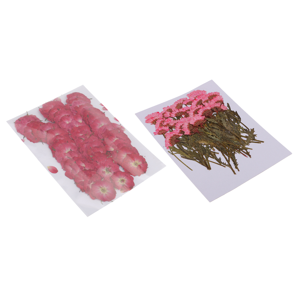 100pcs Pressed Flower Real Dried Flowers 2 Styles Of Rose And Chrysanthemum For Decorations And Crafts Supplying Great Gifts
100pcs Pressed Flower Real Dried Flowers 2 Styles Of Rose And Chrysanthemum For Decorations And Crafts Supplying Great Gifts