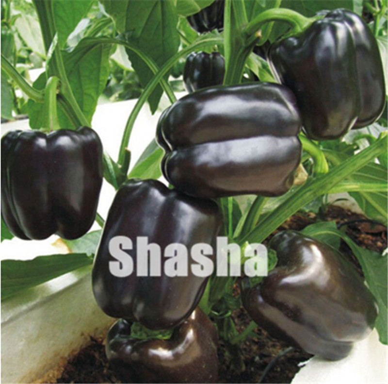 1000 pcs Chocolate pepper bonsai black pepper seeds Four Seasons pepper Garden Terrace potted vegetable bonsai Perennial Non-GMO Plant
1000 pcs Chocolate pepper bonsai black pepper seeds Four Seasons pepper Garden Terrace potted vegetable bonsai Perennial Non-GMO Plant